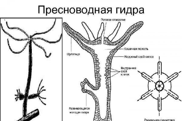 Ссылка на бс blacksprute com